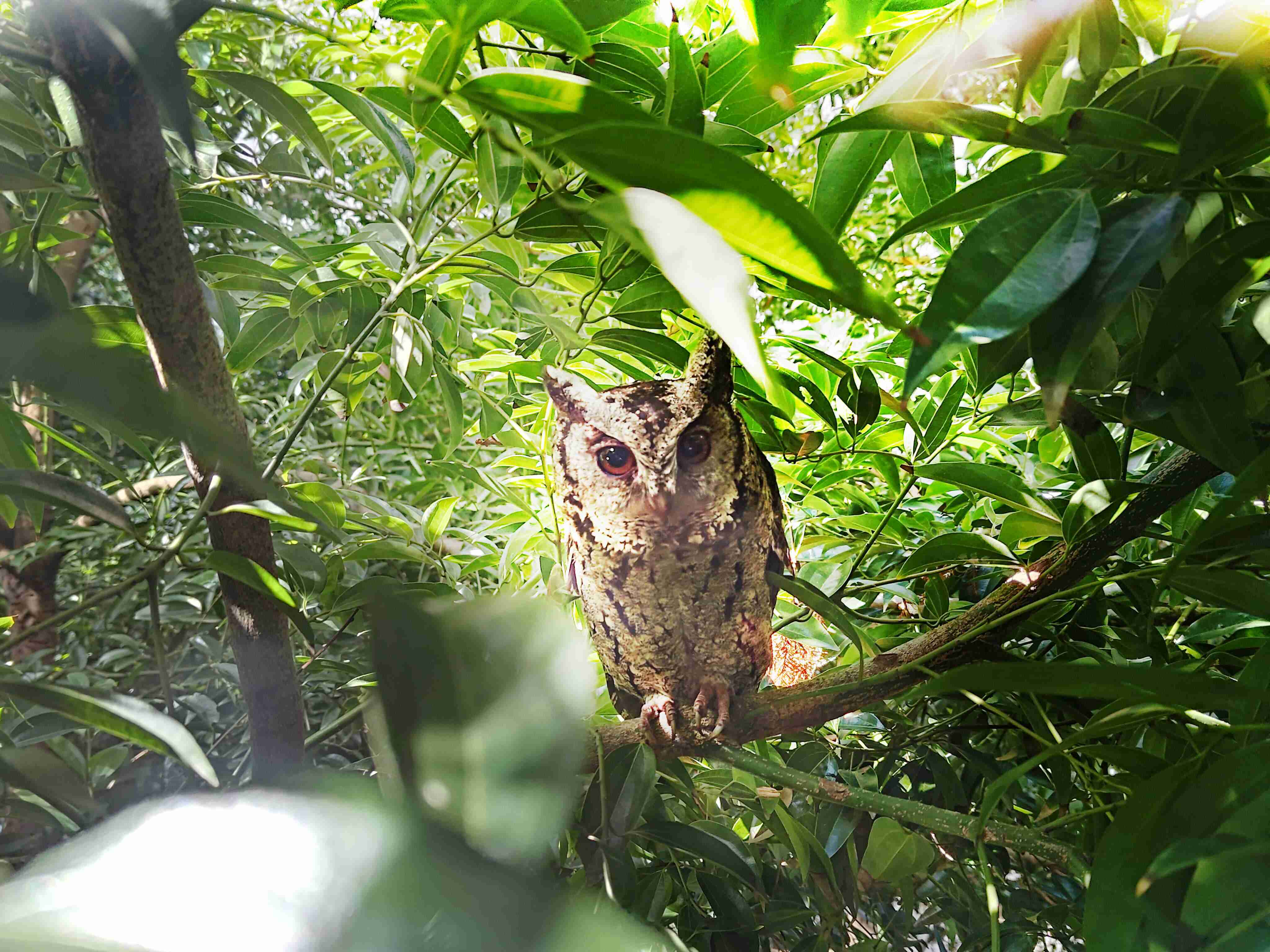 NG大舞台致力提倡净零绿生活，，，16年以来在全球各厂区植树逾百万棵，，，造就各厂区树木蔚然成林，，，，犹如森林工厂，，成为许多生物的栖息地